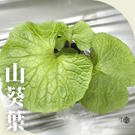 生鮮山葵葉/山葵梗